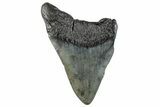 Partial Megalodon Tooth - South Carolina #268666-1